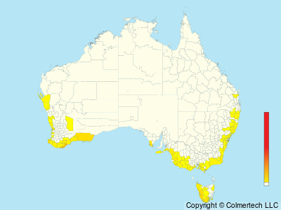 Southern Emuwren (Stipiturus malachurus) - Australia