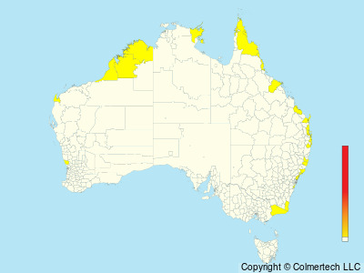 Red-footed Booby (Sula sula) - Australia
