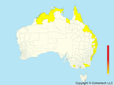 Blue-breasted Quail (Synoicus chinensis) - Australia