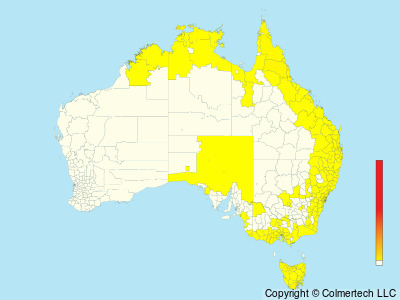Gray Goshawk (Tachyspiza novaehollandiae) - Australia