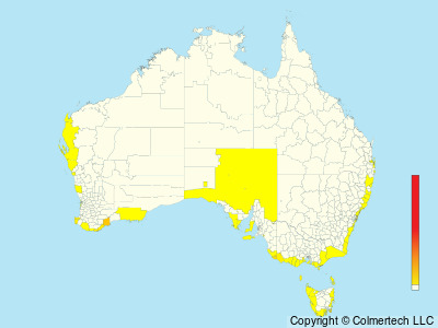 Indian Yellow-nosed Albatross (Thalassarche carteri) - Australia