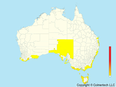 White-capped Albatross (Thalassarche cauta) - Australia