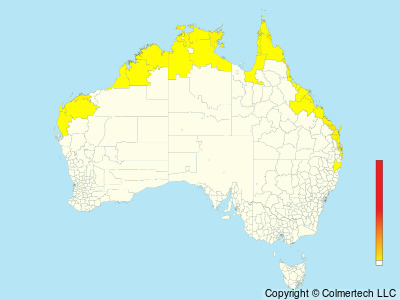 Torresian Kingfisher (Todiramphus sordidus) - Australia