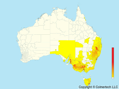 Musk Lorikeet (Trichoglossus concinnus) - Australia