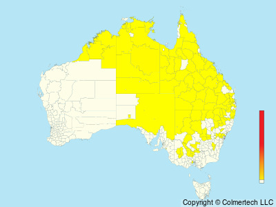 Red-chested Buttonquail (Turnix pyrrhothorax) - Australia