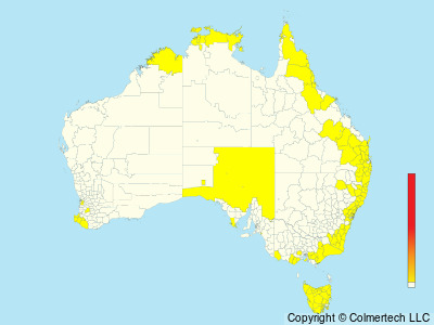 Australian Masked-Owl (Tyto novaehollandiae) - Australia