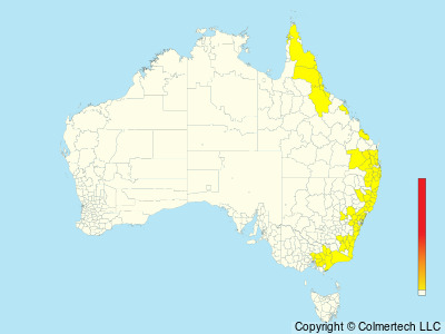 Sooty Owl (Tyto tenebricosa) - Australia