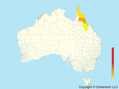 Macleay's Honeyeater (Xanthotis macleayanus) - Australia