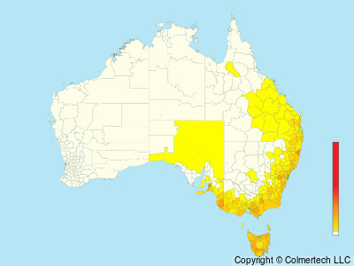 Yellow-tailed Black-Cockatoo (Zanda funerea) - Australia