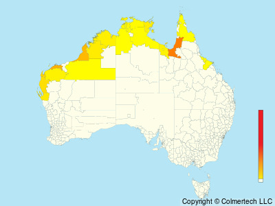 Australian Yellow White-eye (Zosterops luteus) - Australia