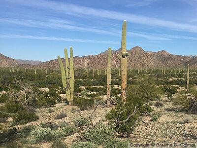 Organ Pipe Cactus National Monument - Landscape