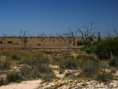 Kinchega National Park - Landscape