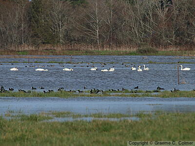 Humboldt Bay National Wildlife Refuge - Habitat