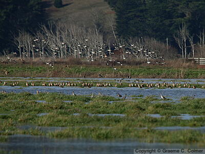 Humboldt Bay National Wildlife Refuge - Habitat