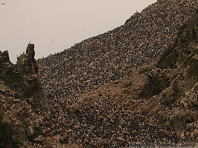 Farallon National Wildlife Refuge - Common Murre Breeding Colony