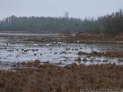 William L. Finley National Wildlife Refuge - Habitat