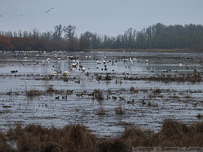 William L. Finley National Wildlife Refuge - Habitat