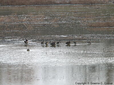 Ankeny National Wildlife Refuge - Habitat