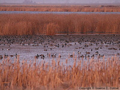 Tule Lake National Wildlife Refuge - Habitat