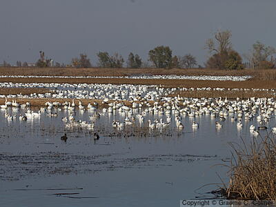 Sacramento National Wildlife Refuge - Habitat