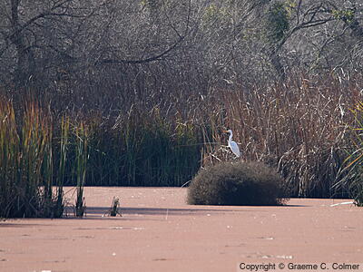 San Joaquin River National Wildlife Refuge - Habitat