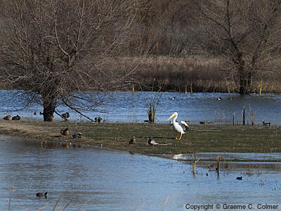 San Joaquin River National Wildlife Refuge - Habitat