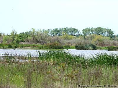 San Joaquin River National Wildlife Refuge - Habitat