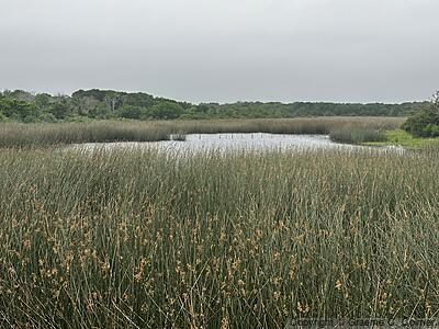 Brazoria National Wildlife Refuge - Landscape