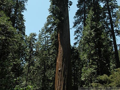 Calaveras Big Trees State Park - Giant Sequoias