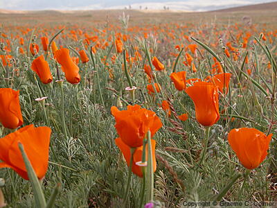 Antelope Valley California Poppy Reserve - California Poppies