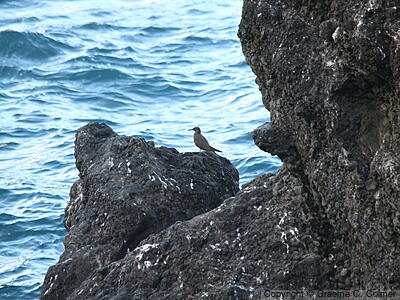 Waiʻanapanapa State Park - Landscape