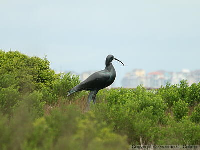 Galveston Island State Park - Eskimo Curlew Sculpture